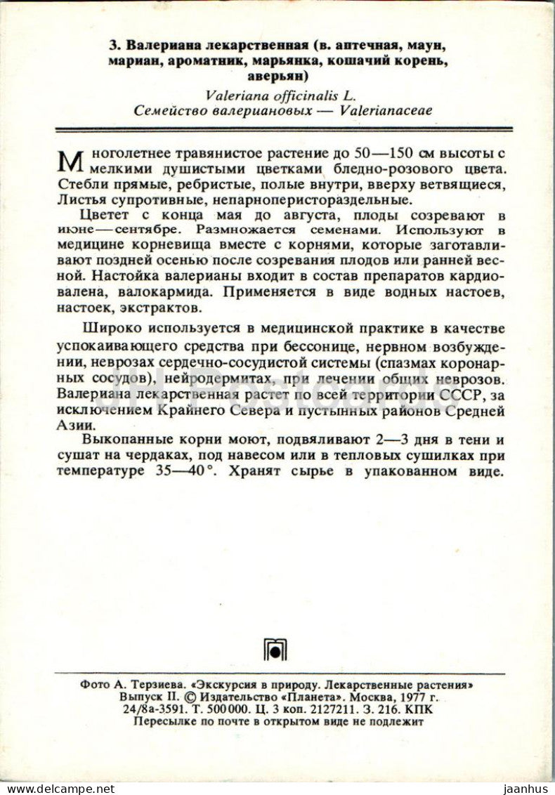 Valeriana officinalis - Valerian - Medicinal Plants - 1977 - Russia USSR - unused