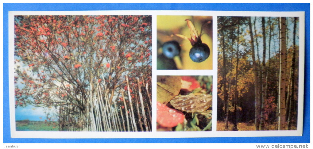 rowan - autumn - berry - Moscow Oblast - Podmoskovye - 1977 - Russia USSR - unused - JH Postcards