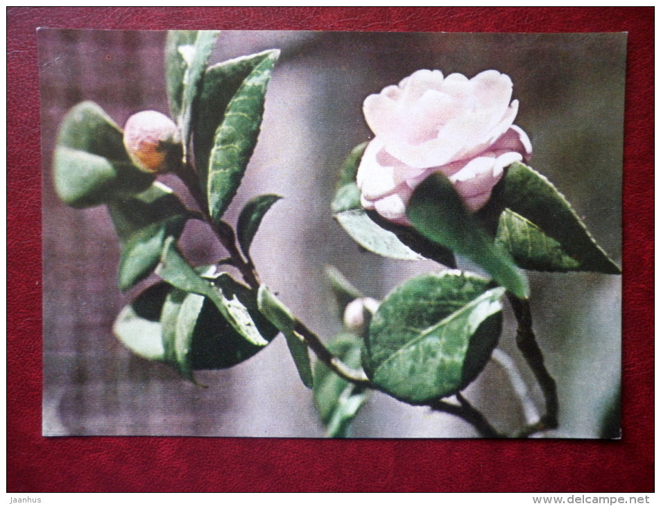 Camellia - flowers - Vietnam - used - JH Postcards