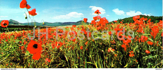 Crimean Poppies - flowers - South Coast of Crimea - 1978 - Ukraine USSR - unused - JH Postcards