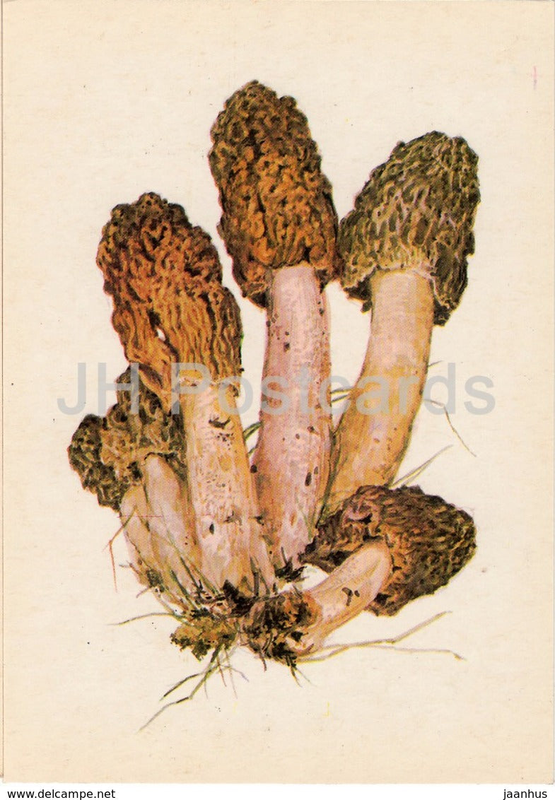 Early morel Mushroom - Verpa bohemica - illustration by A. Shipilenko - Mushrooms - 1976 - Russia USSR - unused - JH Postcards
