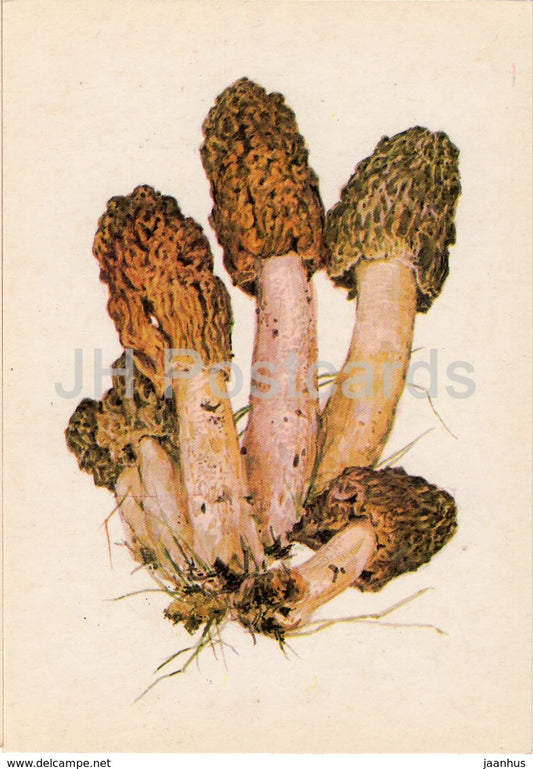 Early morel Mushroom - Verpa bohemica - illustration by A. Shipilenko - Mushrooms - 1976 - Russia USSR - unused - JH Postcards