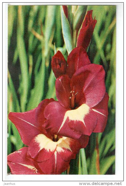 Lustige Witwe - gladiolus - flowers - 1972 - Russia USSR - unused - JH Postcards