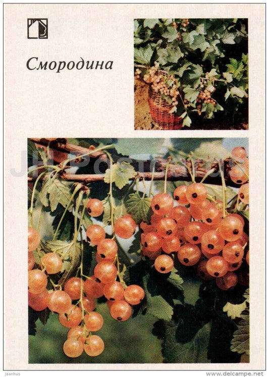 currant - fruit and berry crops - garden - 1986 - Russia USSR - unused - JH Postcards