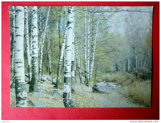 Alma Ata in the vicinity - Almaty - birch trees - 1982 - Kazakhstan USSR - unused - JH Postcards