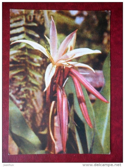 Amaryllis  - flowers - Vietnam - unused - JH Postcards