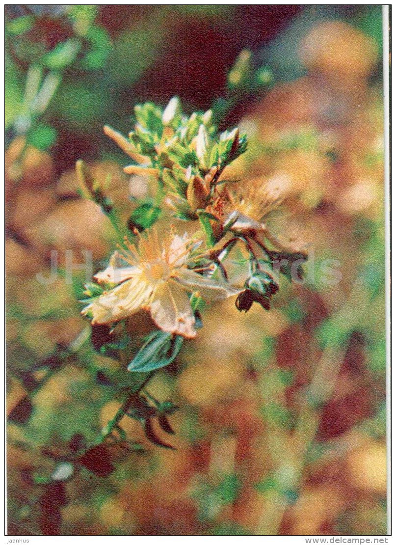 St John's-wort - Hypericum perforatum - medicinal plants - 1976 - Russia USSR - unused - JH Postcards