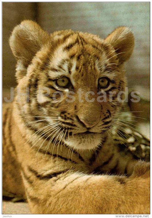 Siberian Tiger - Panthera tigris altaica - large format card - Tallinn Zoo 50 - 1989 - Estonia USSR - unused - JH Postcards