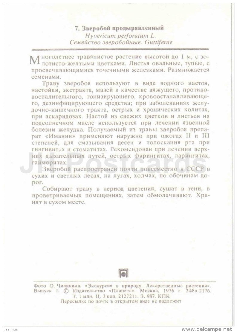 St John's-wort - Hypericum perforatum - medicinal plants - 1976 - Russia USSR - unused - JH Postcards