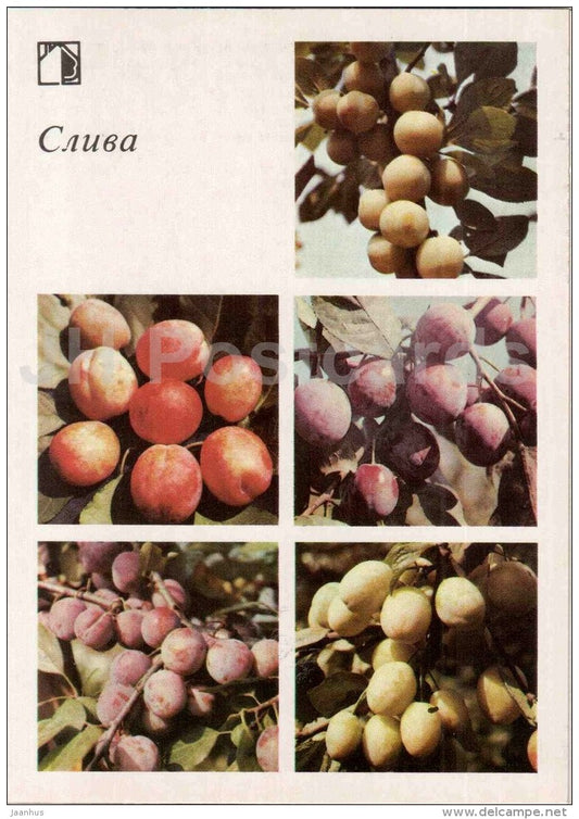 plum - fruit and berry crops - garden - 1986 - Russia USSR - unused - JH Postcards