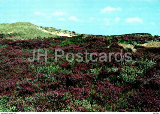 Lyngparti pa Fano - 1973 - Denmark - used - JH Postcards