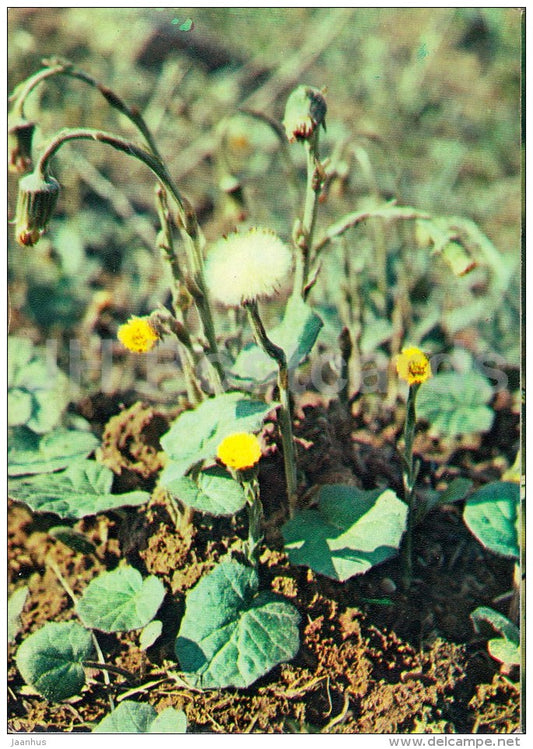 Tussilago - Tussilago farfara - Medicinal Plants - 1983 - Russia USSR - unused - JH Postcards