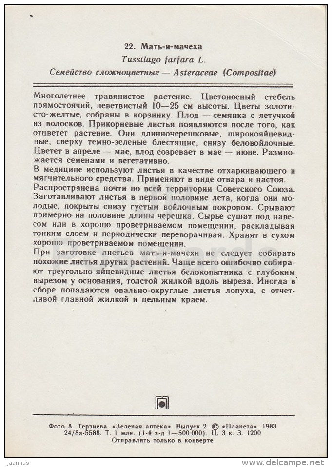 Tussilago - Tussilago farfara - Medicinal Plants - 1983 - Russia USSR - unused - JH Postcards
