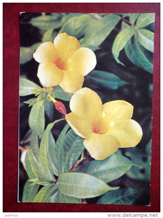 Frangipani - Plumeria  - flowers - Vietnam - unused - JH Postcards