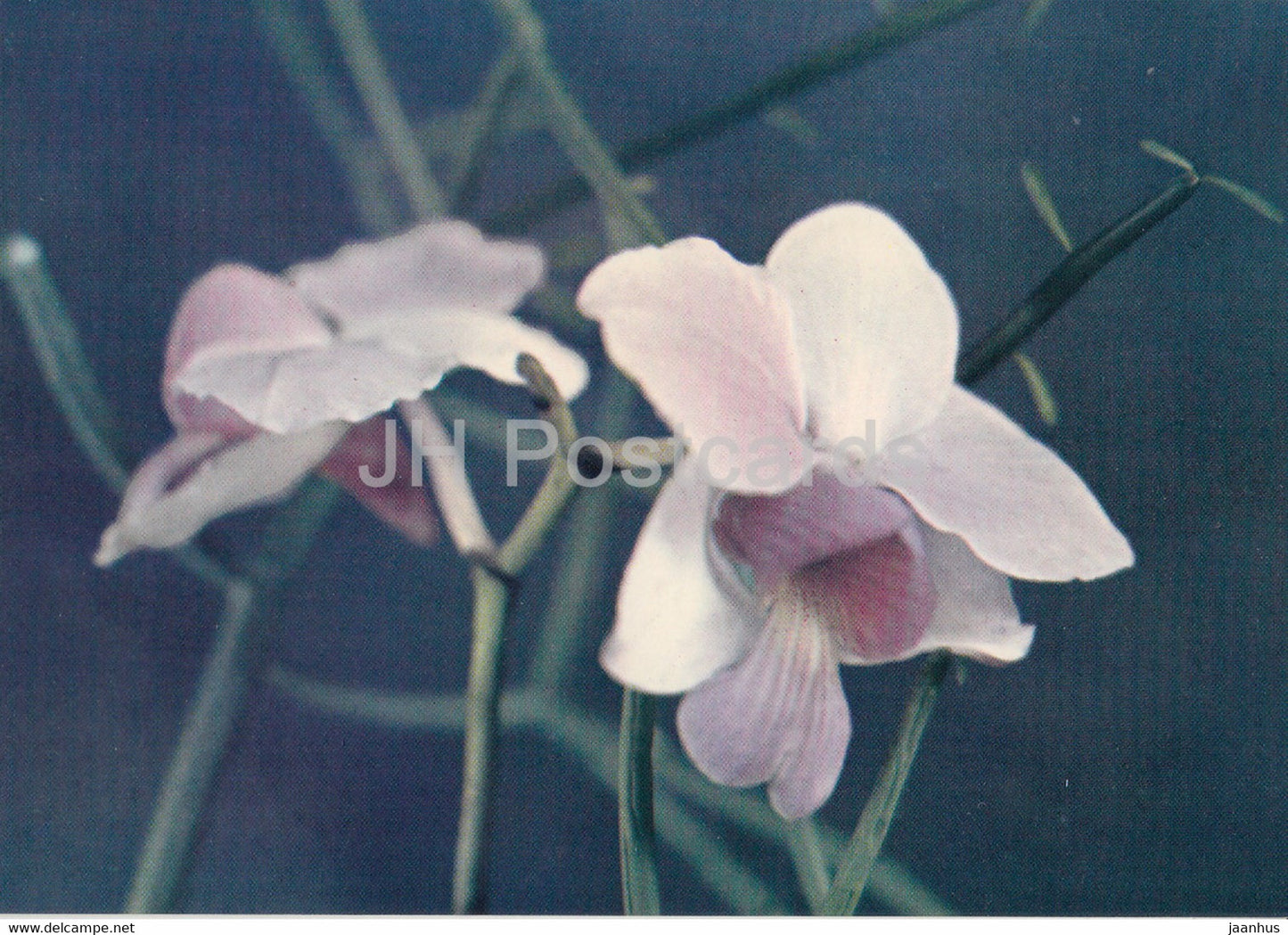 Orchid - Phong Lan - rose - flowers - Vietnam - unused - JH Postcards