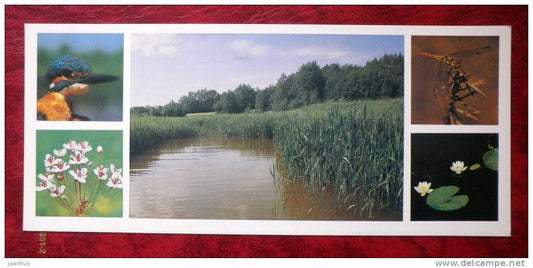 Matsalu National Park - along the river - Kingfisher - water lily - plants - birds - 1983 - Estonia - USSR - unused - JH Postcards