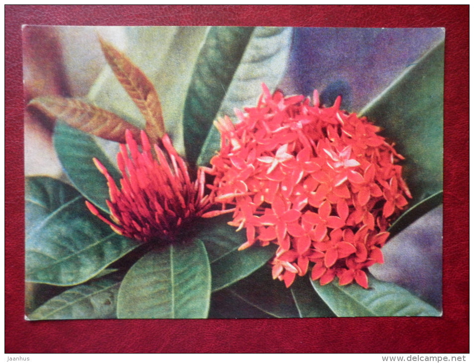 peony - flowers - Vietnam - unused - JH Postcards