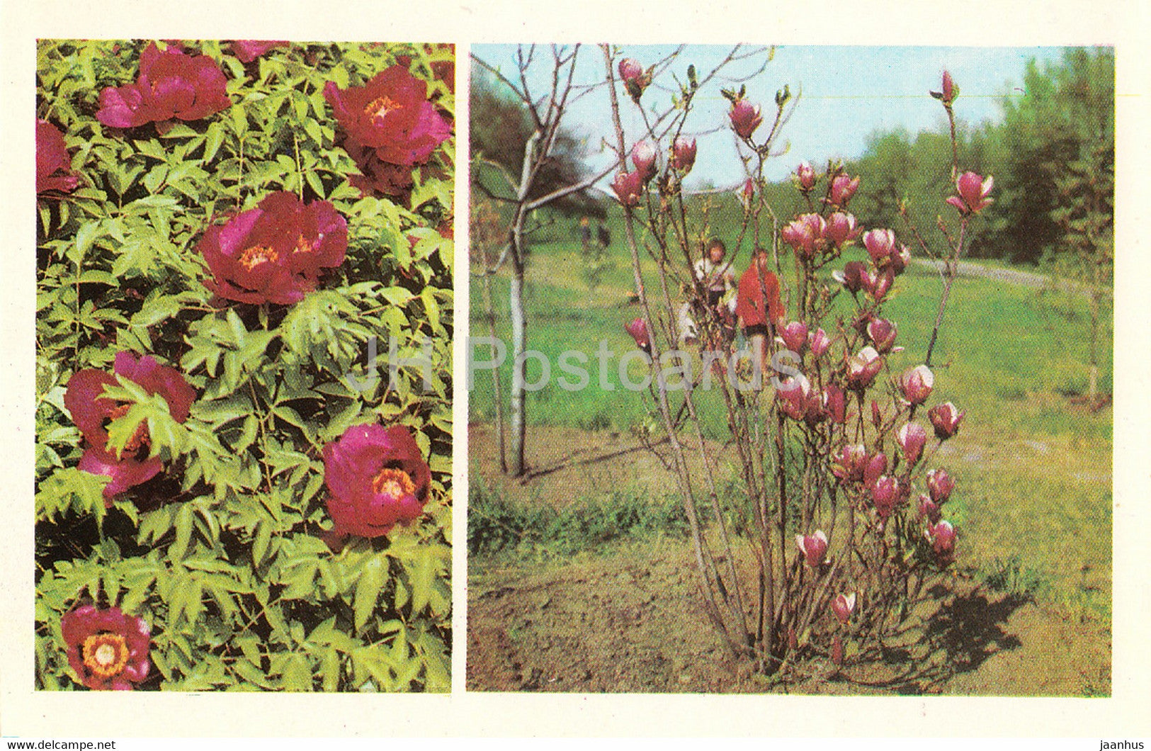 Central State Botanical Garden of Ukraine SSR - Tree Peony - Magnolia - 1978 - Ukraine USSR - unused - JH Postcards