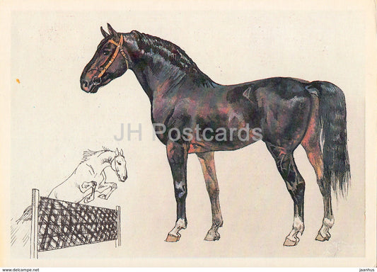 Latvian horse - illustration by A. Glukharev - horses - animals - 1988 - Russia USSR - unused - JH Postcards