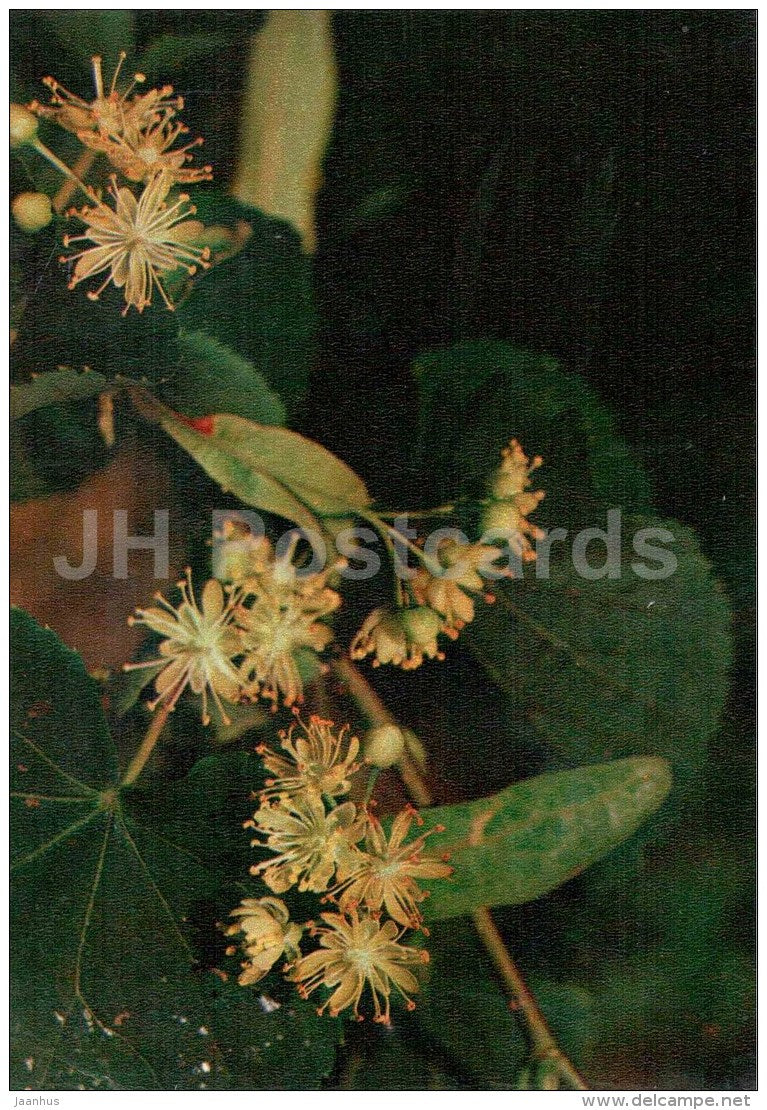 Small Leaved Lime - Tilia cordata - medicinal plants - 1976 - Russia USSR - unused - JH Postcards