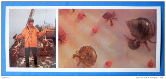 Red king crab , Paralithodes camtschaticus - Hermit Crab , Pagurus - Japanese sea - 1977 - Russia USSR - unused - JH Postcards