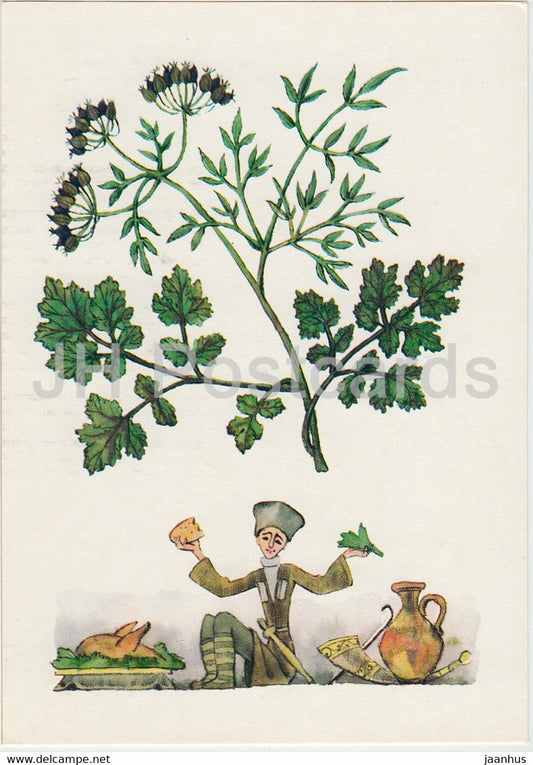 Coriander - Spice Plants - 1986 - Russia USSR - unused - JH Postcards