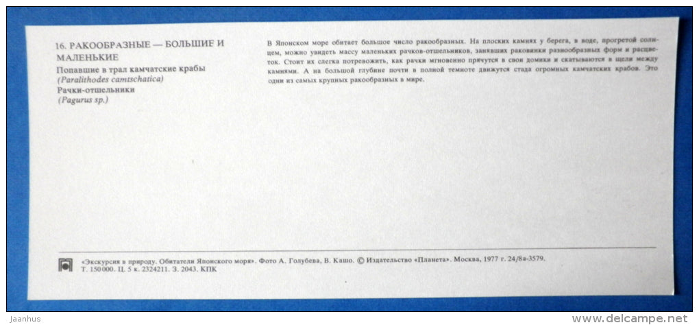 Red king crab , Paralithodes camtschaticus - Hermit Crab , Pagurus - Japanese sea - 1977 - Russia USSR - unused - JH Postcards