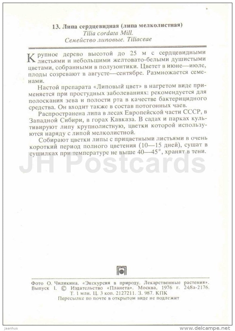 Small Leaved Lime - Tilia cordata - medicinal plants - 1976 - Russia USSR - unused - JH Postcards