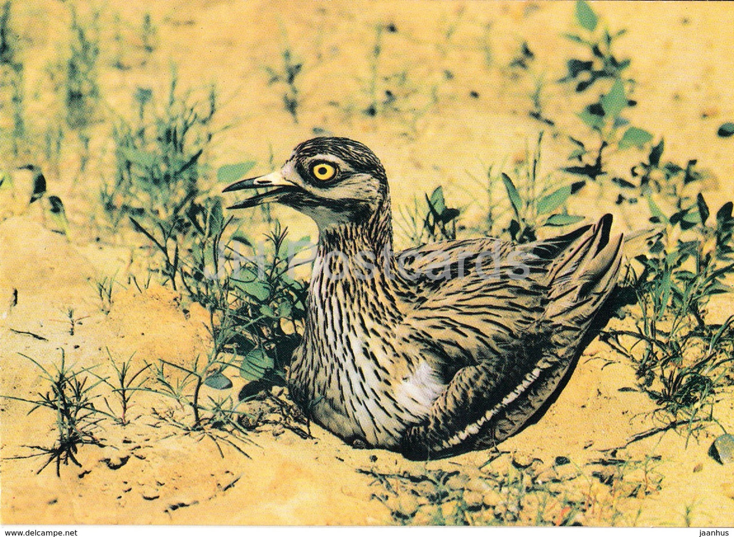 Eurasian stone-curlew - Burhinus oedicnemus - birds - 1 - 1984 - Russia USSR - unused - JH Postcards