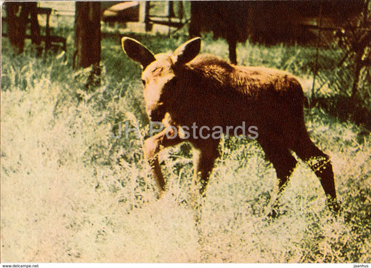 Moose - Alces Alces - Riga Zoo - old postcard - Latvia USSR - unused - JH Postcards