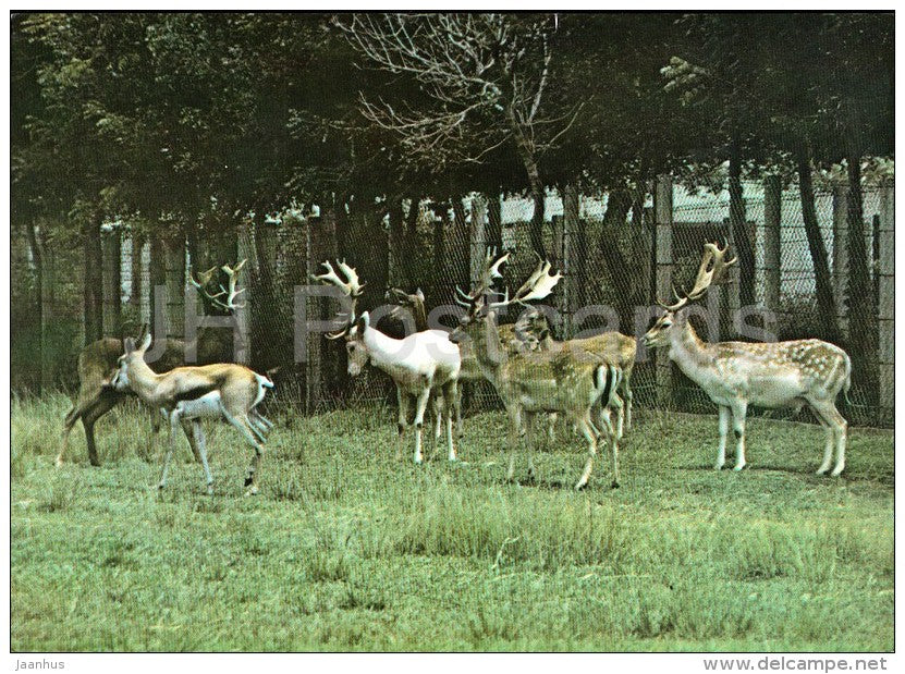 Fallow deer - Dama dama - National Zoo - Cuba - unused - JH Postcards