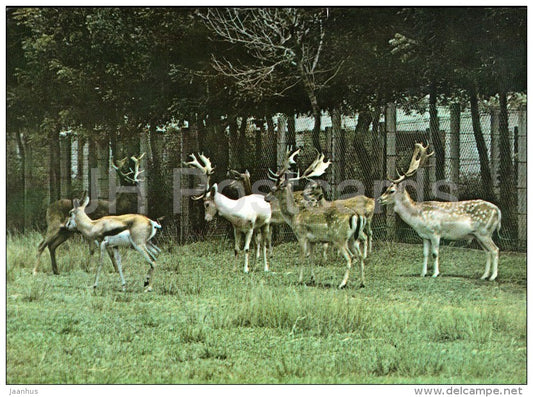 Fallow deer - Dama dama - National Zoo - Cuba - unused - JH Postcards