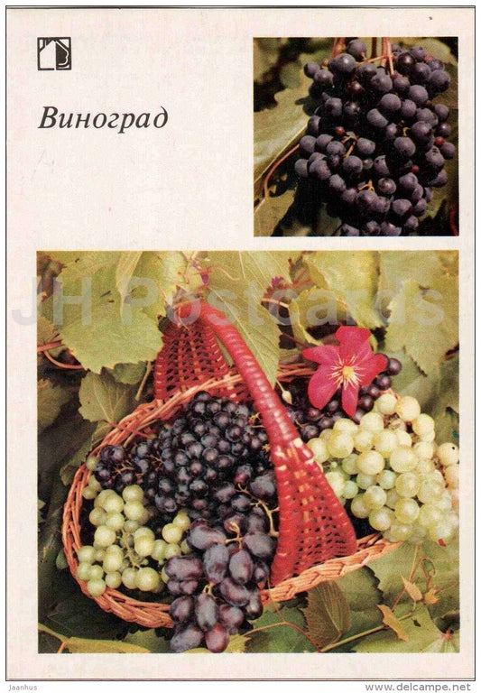 grape - fruit and berry crops - garden - 1986 - Russia USSR - unused - JH Postcards