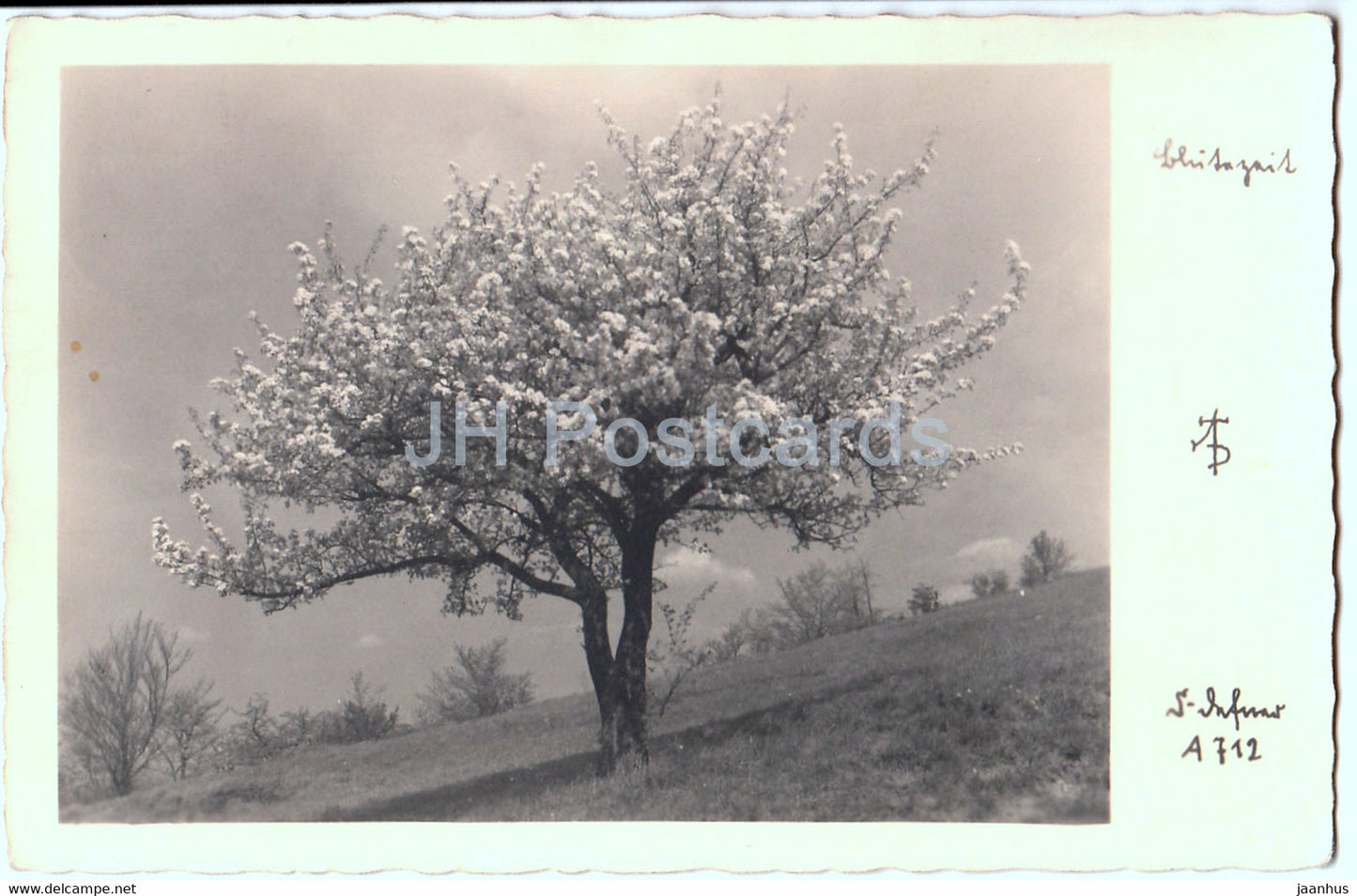 Blutezeit - blossom - A. Defner - old postcard - 1941 - Austria - used - JH Postcards