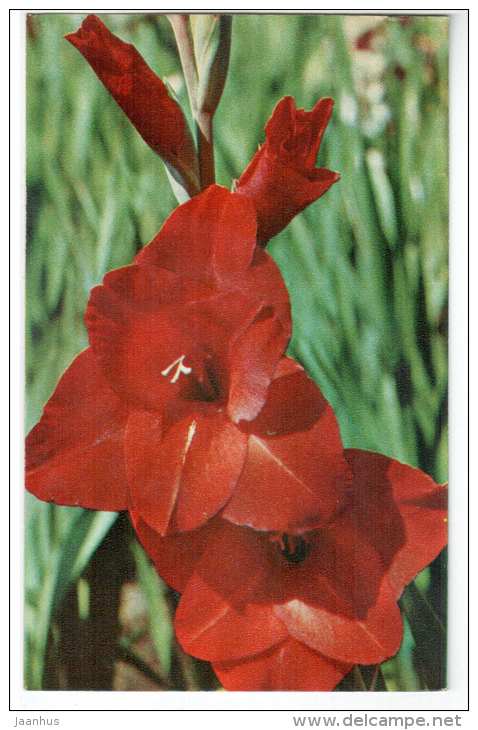 Auber - gladiolus - flowers - 1972 - Russia USSR - unused - JH Postcards