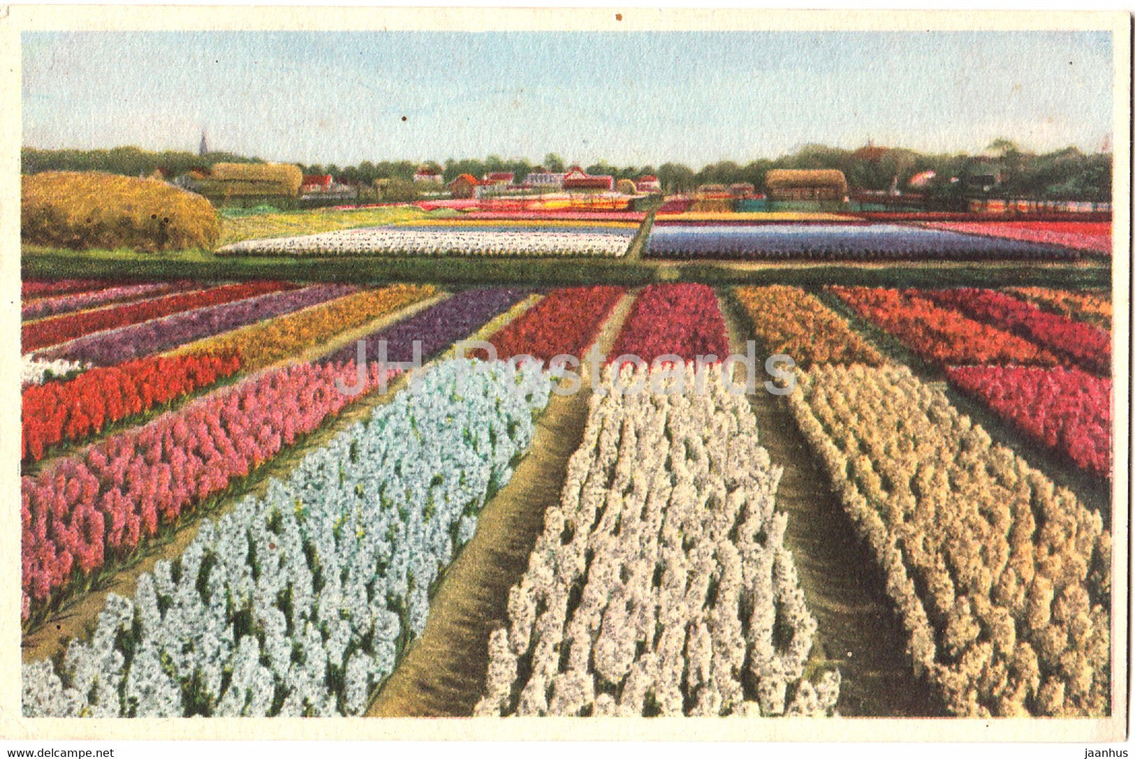 Field of Flowers - old postcard - used - JH Postcards