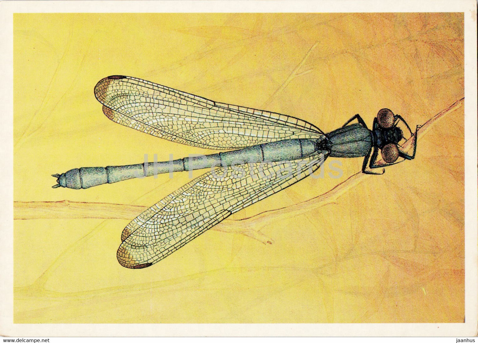 Epallage fatime - dragonfly - Insects - illustration - 1987 - Russia USSR - unused - JH Postcards