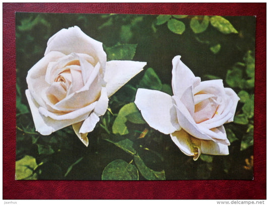 white roses - flowers - Vietnam - unused - JH Postcards
