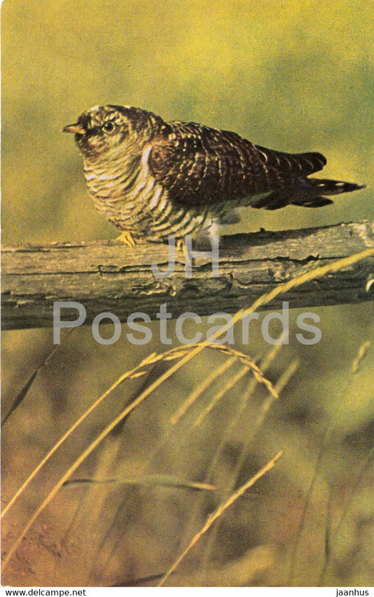 Common cuckoo - Cuculus canorus - birds - 1968 - Russia USSR - unused - JH Postcards