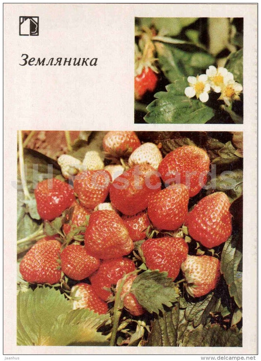 strawberry - fruit and berry crops - garden - 1986 - Russia USSR - unused - JH Postcards
