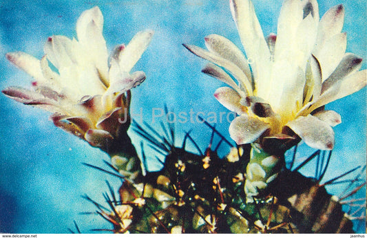 Gymnocalycium mihanovichii var. stenogonum - Cactus - Flowers - 1972 - Russia USSR - unused - JH Postcards