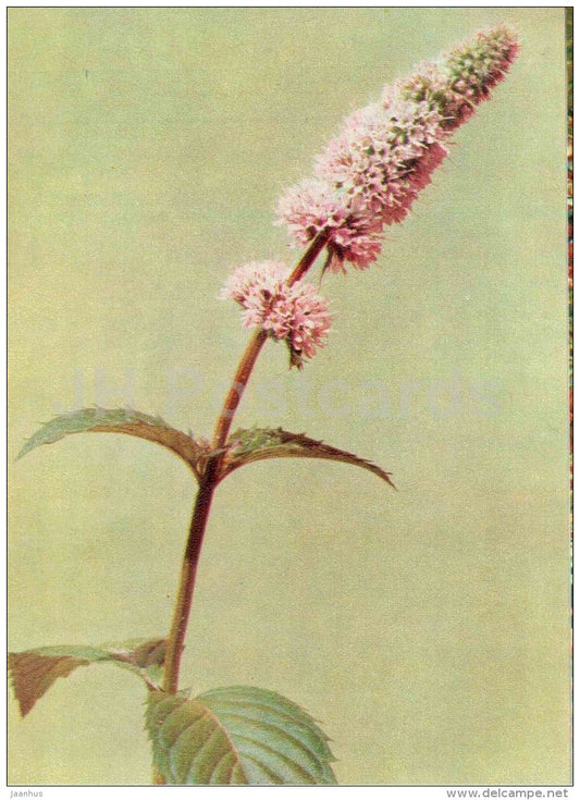 Peppermint - Mentha piperita - medicinal plants - 1976 - Russia USSR - unused - JH Postcards
