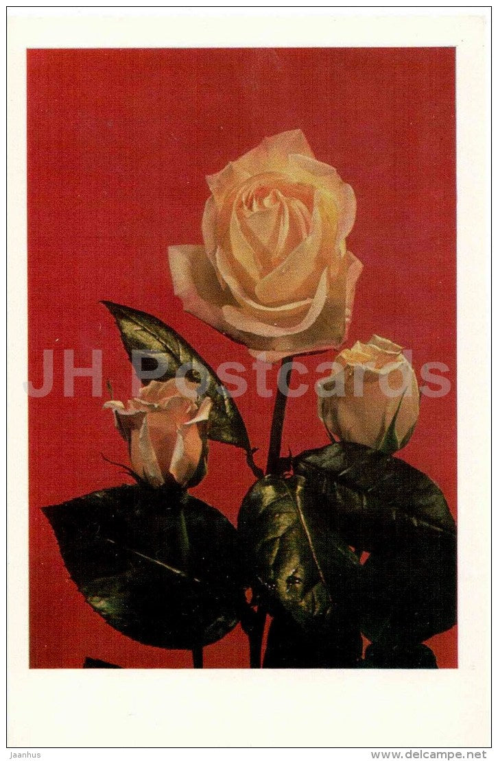 yellow rose - flowers - Russia USSR - unused - JH Postcards