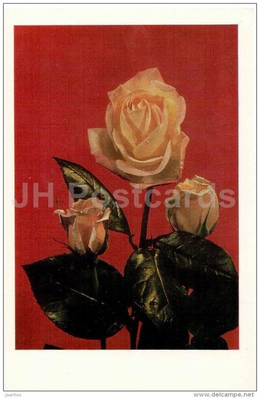 yellow rose - flowers - Russia USSR - unused - JH Postcards