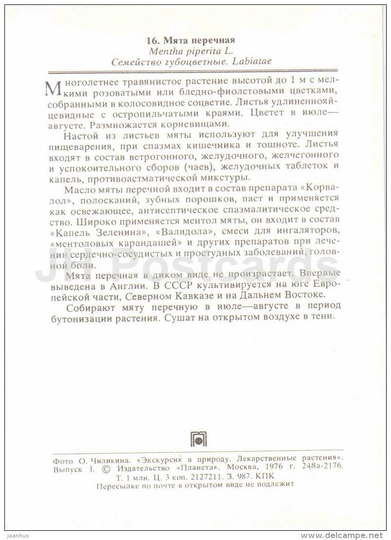 Peppermint - Mentha piperita - medicinal plants - 1976 - Russia USSR - unused - JH Postcards