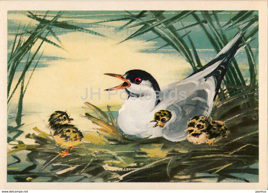 Common tern - Sterna hirundo - birds - animals - illustration - 1980 - Russia USSR - unused - JH Postcards