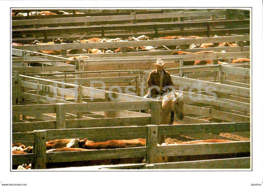 Amarillo - Cattle in the corral - horse - A1 - USA - unused - JH Postcards