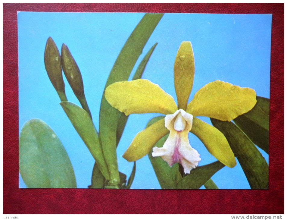 Yellow Queen orchids - flowers - Vietnam - unused - JH Postcards