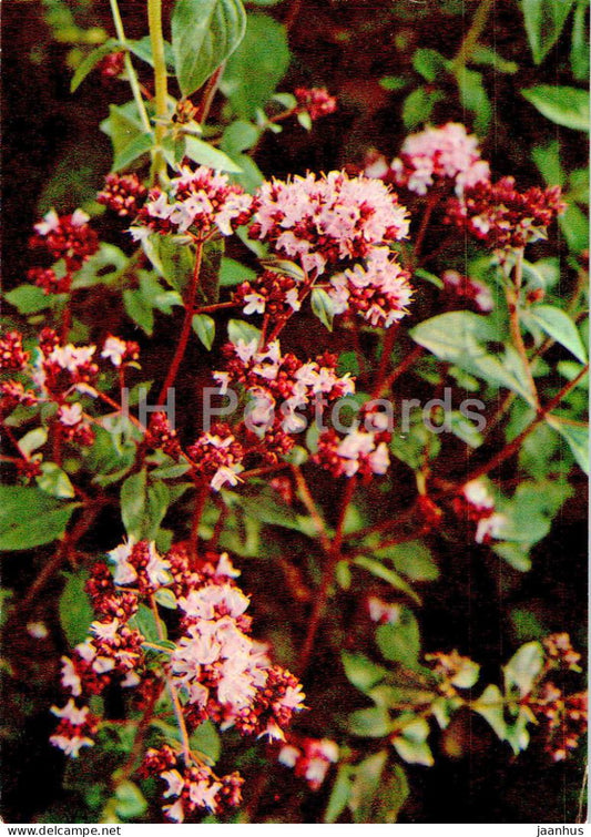 Origanum vulgare - Oregano - Medicinal Plants - 1977 - Russia USSR - unused - JH Postcards