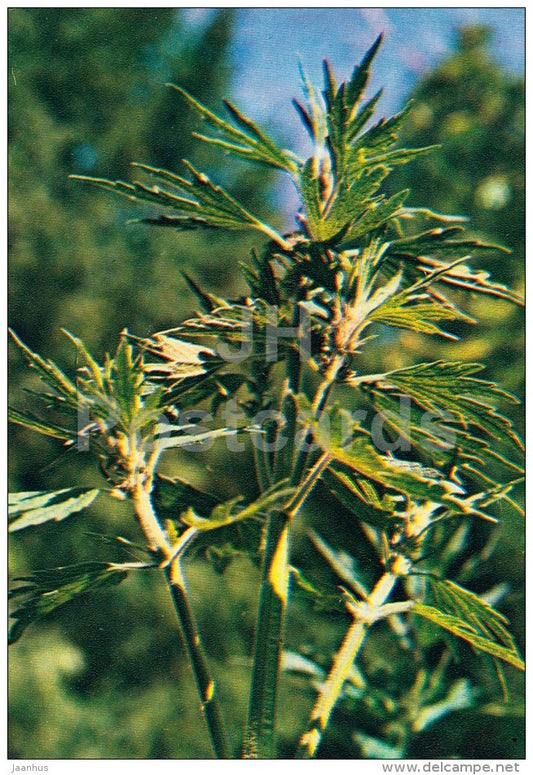 Common motherwort - Leonurus cardiaca - Medicinal Plants - 1983 - Russia USSR - unused - JH Postcards